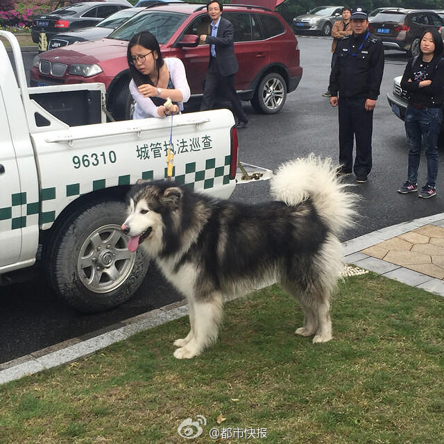 網友：歪！妖妖零么？這里有條狗耍流氓