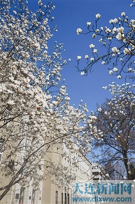 大连理工大学校园   内的玉兰   3.夜色中的白玉兰   4.