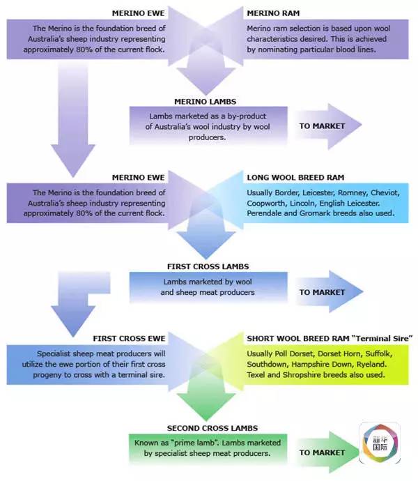 首先，羊肉出口量与羊毛出口量并非此消彼长。一只羊的肉和毛都可成为产品。作为羊肉和羊毛的主要生产国，澳大利亚肉类及畜牧行业协会的官网介绍说，澳大利亚出产3种羊：肉用羊、毛用羊，以及肉毛两用羊。即便是世界闻名的可产高质量羊毛的美利奴羊，它们的肉也会出口。而美利奴羊数量约占澳大利亚整个羊群数量的八成。这也就意味着肉用羊和毛用羊并非严格区分，对羊肉需求的增加不一定会导致羊毛产量减少。