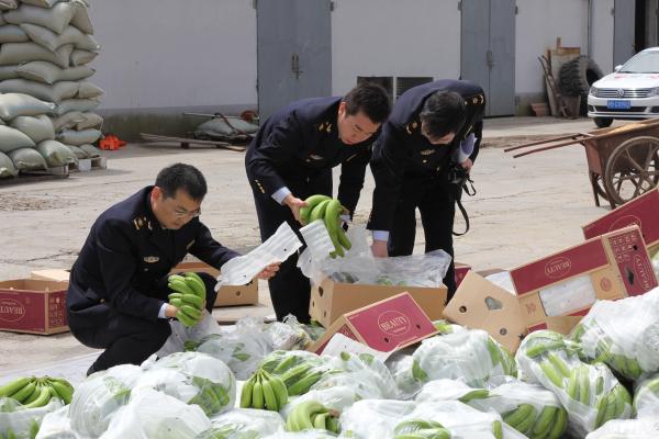 60吨菲律宾进口香蕉携带有害寄生虫被销毁