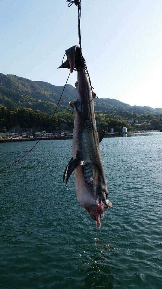 日本渔民捕获罕见5米长深海巨鲨(图)