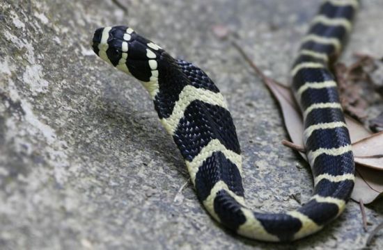 福州一县道现5条被放生毒蛇 附近就是学校包含眼镜蛇