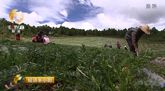 短短两年，丁王村的玛咖种植面积就从30亩扩大到了300亩。