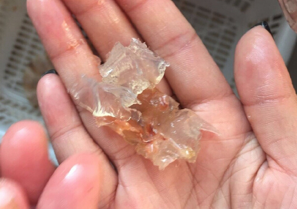 从事水产生意近 20 年的苏老板告诉记者,据他了解,在占陇市场内,的确有个别摊档在公然出售注胶虾,一只虾经过注射处理后,重量可增加 20% 到 30%。但这种注胶行为,也并非全都是摊档档主所为。