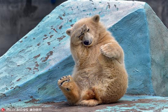 俄罗斯小北极熊爱做瑜伽 发现游客害羞躲镜头(组图)