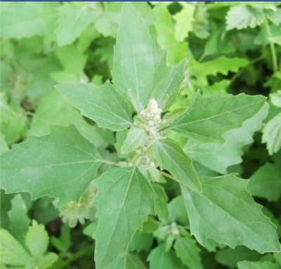 吃了灰灰菜脸肿大 尝了槐花饼浑身痒 野菜春花 可别吃