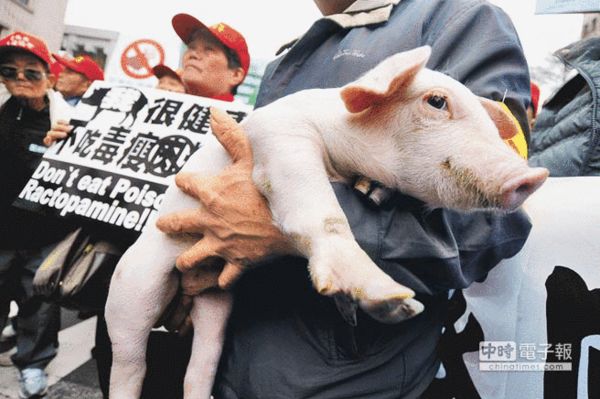 图为过去台湾养猪协会数千名养猪户走上街头抗议,有猪农带小猪表达