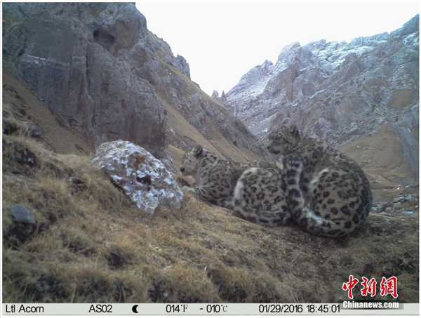 中国科研人员"捕获"野生雪豹求偶交配画面