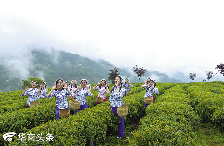 "三月三,上茶山,姐妹采茶呀,心喜爱.山山飘幽香,处处好茶园.