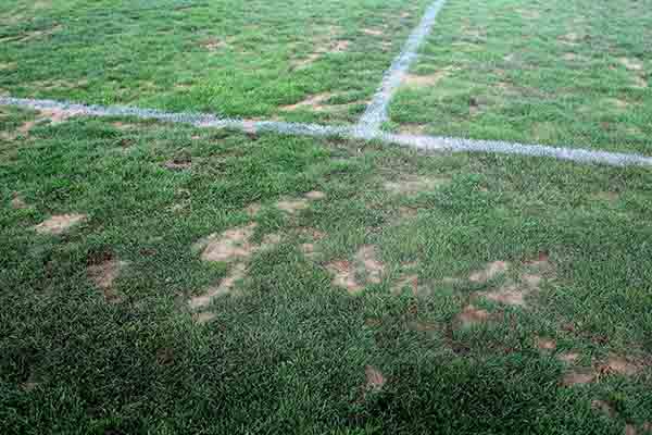中超菜地顽疾难除谁负责 申花与虹口有特殊约