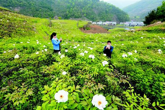 图文:300多亩的中药材牡丹基地内游人如织,gap中药材种植基地,牡丹