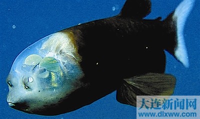 比想象中更精彩的深海奇异生物(组图)