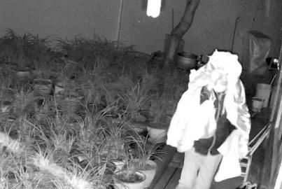 毒死看门狗 遮住摄像头 “兰草大盗”一夜洗劫 160 多盆