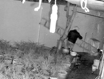 毒死看门狗 遮住摄像头 “兰草大盗”一夜洗劫 160 多盆