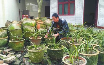 毒死看门狗 遮住摄像头 “兰草大盗”一夜洗劫 160 多盆