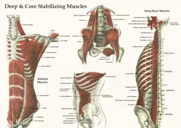 深度解析核心肌群及锻炼方法 有助提高骑行成
