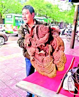 图文:村民屋前挖出10余斤重的大灵芝