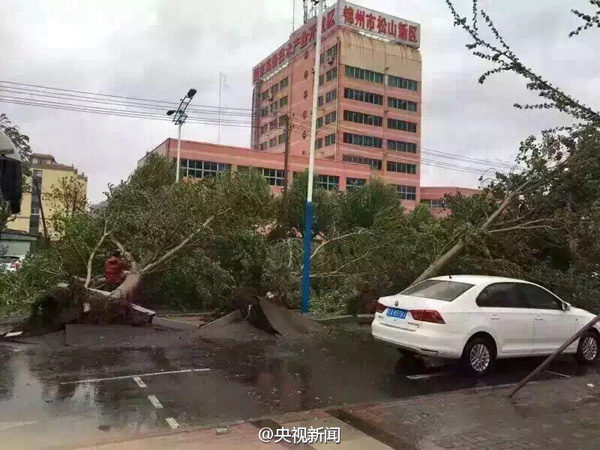 暴雨大风袭击辽宁:大树被连根拔起,已发8次灾害性天气预警