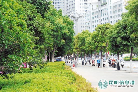 盘区区高标准量身制定复绿方案 北京路重现深