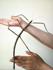 中国巨竹节虫和人的手臂差不多长。