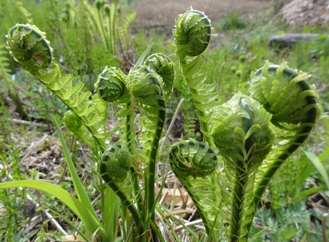 春天野菜大全吉林一村民采野菜遇东北虎 对视喊叫吓跑老虎