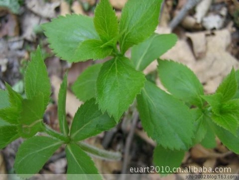 野菜汇舌尖上的春天,摘把野菜尝尝鲜(之一)(组图)