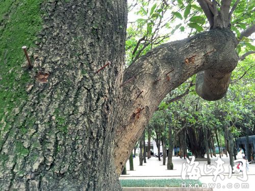 很多市民跳广场舞时,把杂物缀满大树