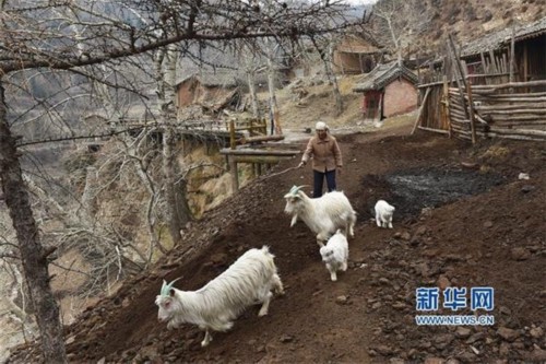 2016年4月26日在山西省宁武县王化沟村，今年62岁的王喜春在放羊(4月19日摄)。王喜春所在的王化沟村最多时有100多位村民，如今只剩下20多位村民。地处黄土高原丘陵沟壑区的山西省，有太行和吕梁两大连片特困地区，这些地方山高坡陡、环境恶劣，致使农民生产生活困难。摄j2开奖直播记者詹彦摄图片来源：新华网