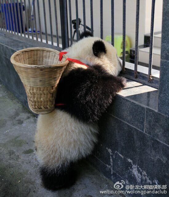 四川在线消息:近日,"卧龙大熊猫俱乐部"在微博上晒出一组熊猫宝宝卖萌