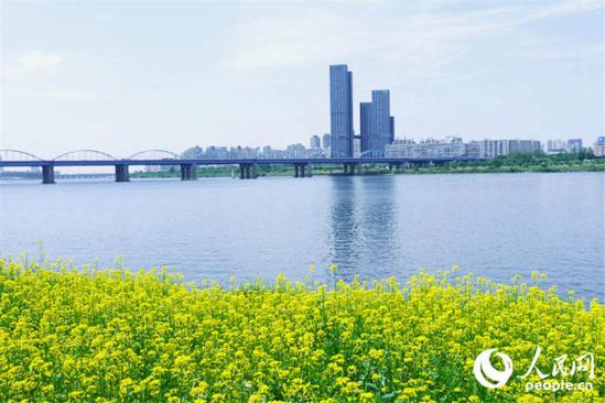 韩国首尔市盘浦汉江公园举办了西来岛油菜花节.张弛摄