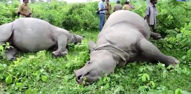 环球网综合报道据英国《每日邮报》5月18日报道,近日,在印度Gorumara国家公园生活的犀牛家族中有3头遭电击身亡,令无数网友心疼。