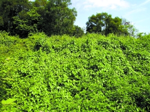 新华社发入侵物种薇甘菊(资料图片)图为