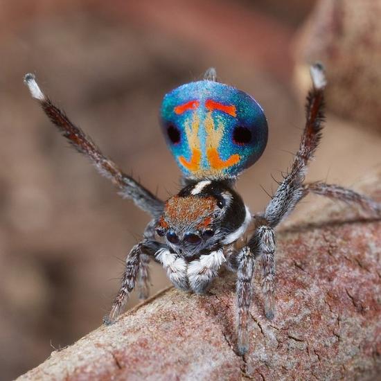 孔雀蜘蛛是生活在澳大利亚中部的一种蜘蛛,昆虫学家jurgen otto在