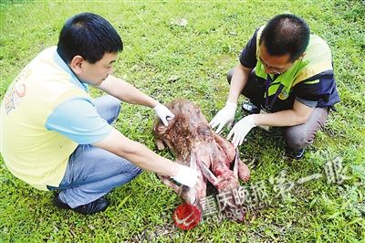 重庆晚报讯