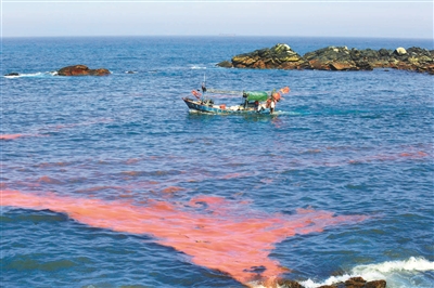 深沪,衙口海域现红褐色海水(图)