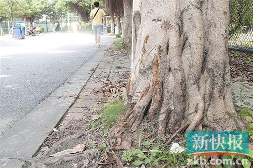 嫌疑人得手后从教学楼驾车往体育馆方向逃逸,两名同学驾车从后追赶,两车开至体育馆对开斜坡路段发生碰撞,两名同学均被摔下车。事发地点附近树上有很明显的刮痕。