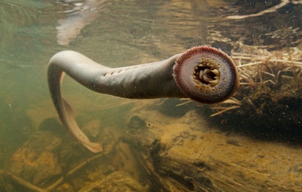 上图这货叫做七鳃海鳗,不但长得惊悚,还以靠吸血为生.