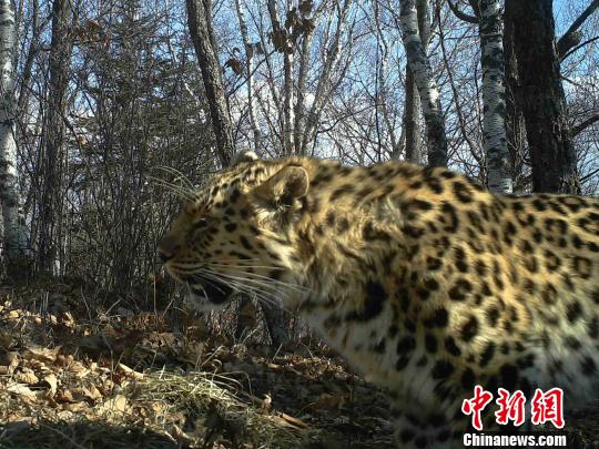 黑龙江老爷岭保护区多次拍到野生东北虎和东北豹影像(组图)