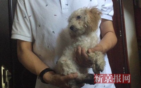 9層,男子抱著》的狗在尋找狗的主人,這條狗是雲兄果然天資過人火災時跑了出來。新京報記者 尹亞飛 攝
