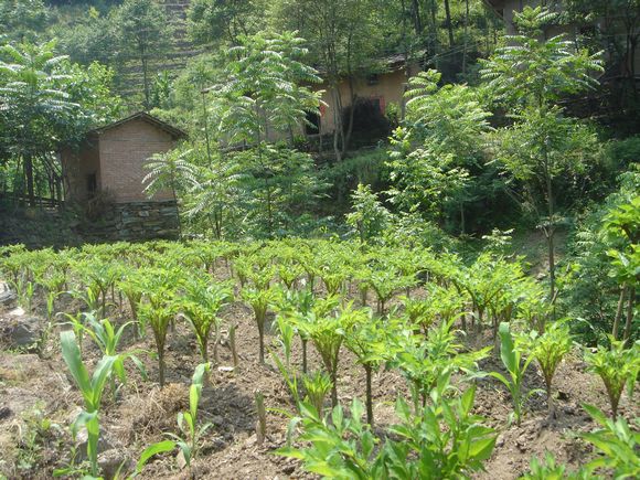 看到这些盆景,觉得很新奇,建议他大量种植,再拉首页 随着魔芋种植在