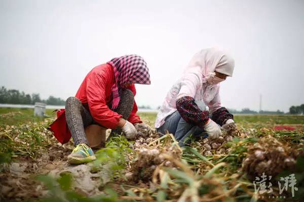 5月20日，两位女劳工坐在田地里剪蒜。