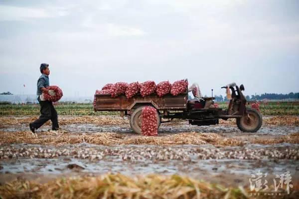 2016年5月18日，山东金乡苇子园村，村头一位蒜农用三轮车将整理好的大蒜拉回家。