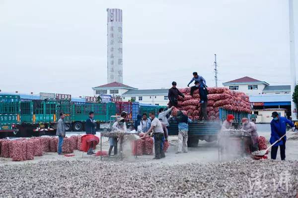 2016年5月13日，山东省金乡县，大蒜交易市场一角，蒜商将外地早熟蒜晾晒后装车。