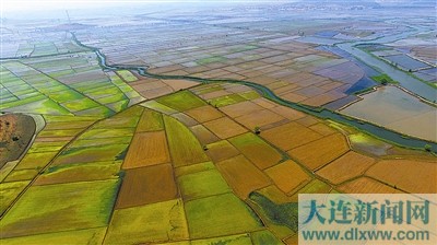 庄河市大郑镇稻田交错(图)