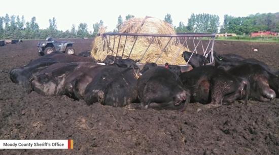 美国农场21头牛吃饲料时被闪电活活电死(图)