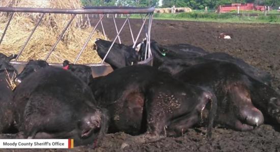 美国农场21头牛吃饲料时被闪电活活电死(图)