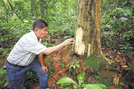 广州现罕见百年沉香林:百棵遭偷盗 损失上亿