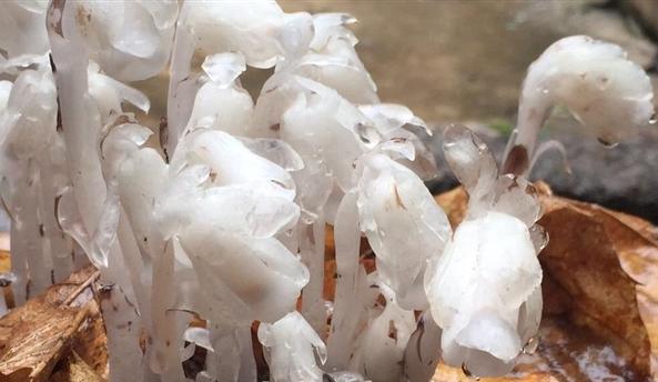 陕西发现死亡之花 植物专家:水晶兰靠吸腐叶营