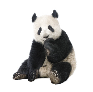 云南省林业厅专家组赴当地调查核实,最终确认该动物并非国宝"大熊猫"