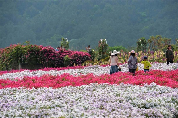正值首届花舞人间百花节,花舞人间景区又推出景点升级版本,端午小长假